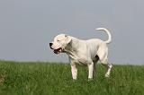 DOGUE ARGENTIN 405